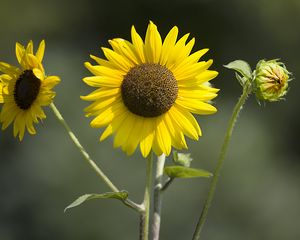 Превью обои подсолнухи, лепестки, лето, цветы, желтый