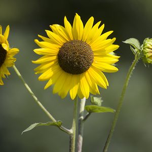 Превью обои подсолнухи, лепестки, лето, цветы, желтый