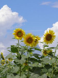 Превью обои подсолнухи, поле, небо, облака, лето