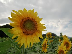 Превью обои подсолнухи, поле, небо, пасмурно