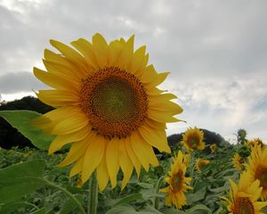 Превью обои подсолнухи, поле, небо, пасмурно