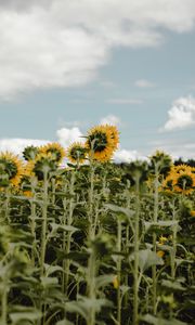 Превью обои подсолнухи, поле, цветы, небо