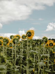 Превью обои подсолнухи, поле, цветы, небо