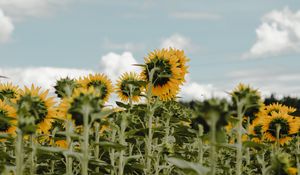 Превью обои подсолнухи, поле, цветы, небо