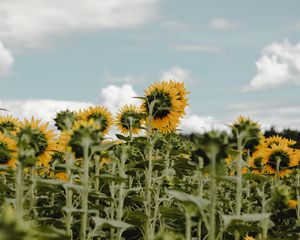 Превью обои подсолнухи, поле, цветы, небо