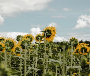 Превью обои подсолнухи, поле, цветы, небо