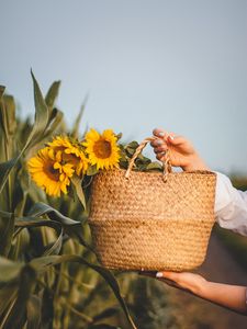 Превью обои подсолнухи, цветы, корзинка, руки, листья