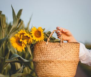 Превью обои подсолнухи, цветы, корзинка, руки, листья