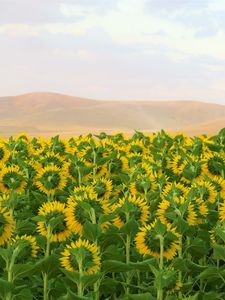 Превью обои подсолнухи, цветы, поле, холмы