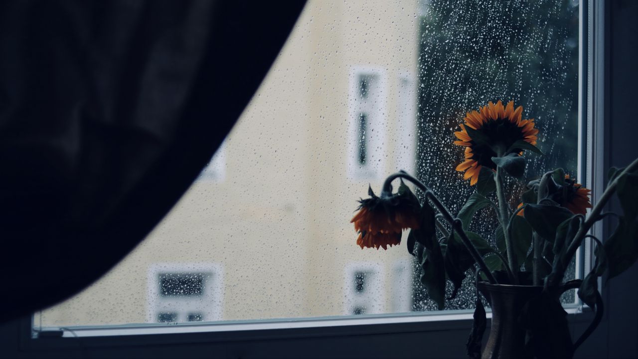 Обои подсолнухи, цветы, ваза, окно, дождь