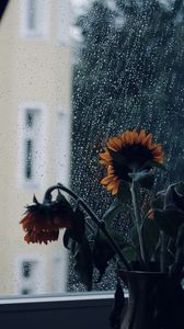 Превью обои подсолнухи, цветы, ваза, окно, дождь