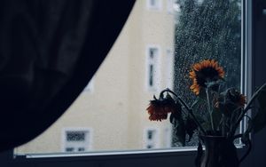 Превью обои подсолнухи, цветы, ваза, окно, дождь