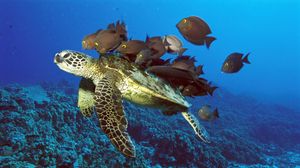 Превью обои подводная черепаха, рыбы, подводный мир