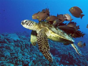 Превью обои подводная черепаха, рыбы, подводный мир