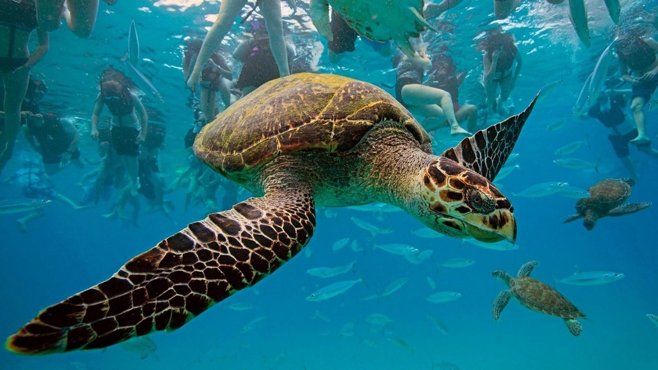 Обои подводный мир, черепахи, плавать