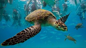 Превью обои подводный мир, черепахи, плавать