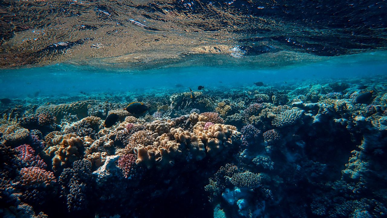 Обои подводный мир, океан, кораллы, водоросли