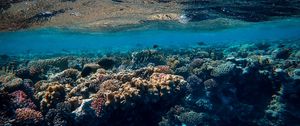 Превью обои подводный мир, океан, кораллы, водоросли
