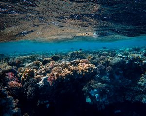 Превью обои подводный мир, океан, кораллы, водоросли