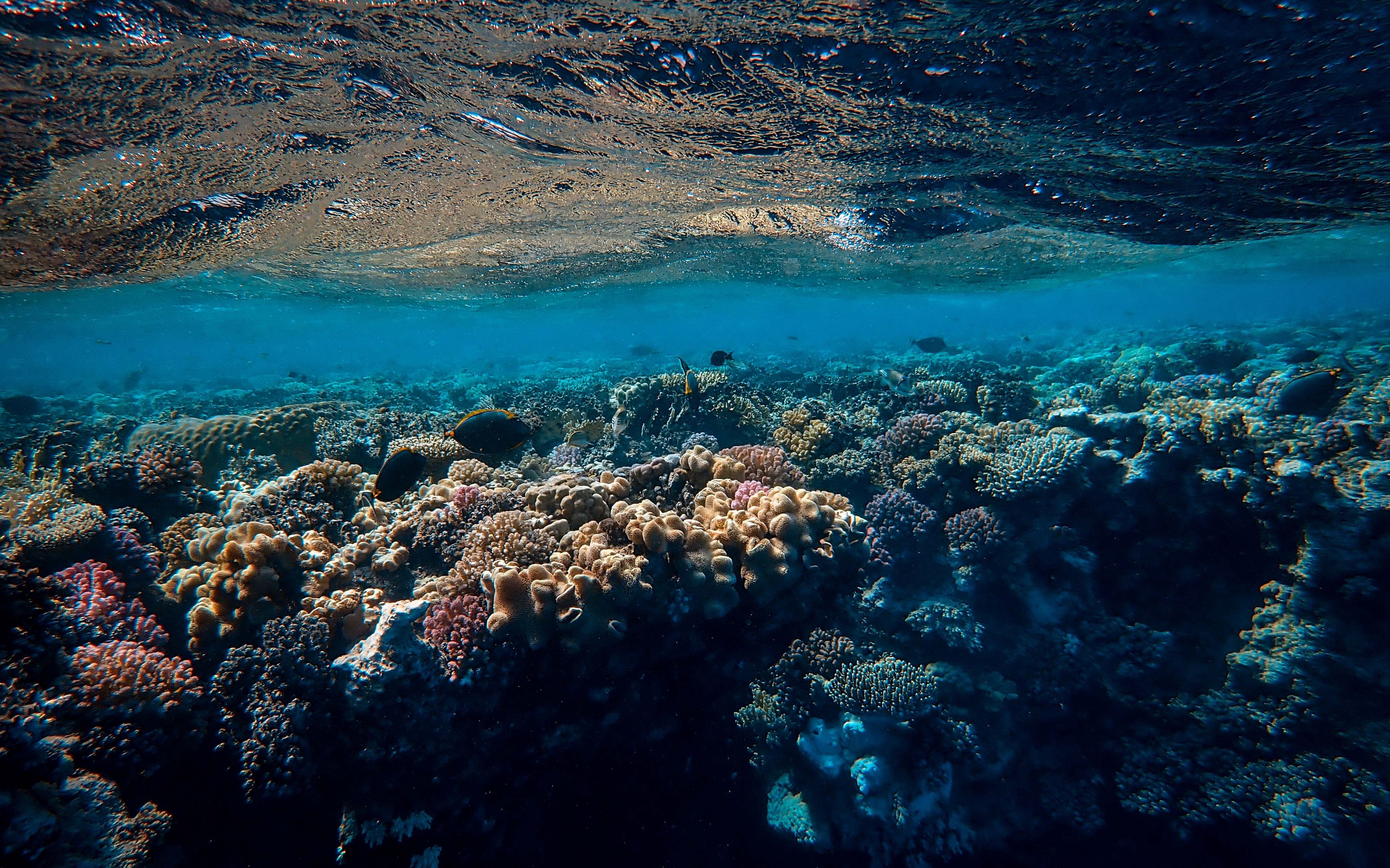 Виды дну. Большой Барьерный риф. Подводный мир красного моря Египет 4k. Красное море дно моря. Красное море индийский океан.