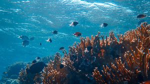 Превью обои подводный мир, океан, рыбы, кораллы, водоросли