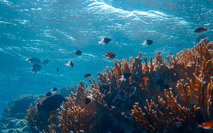 Превью обои подводный мир, океан, рыбы, кораллы, водоросли