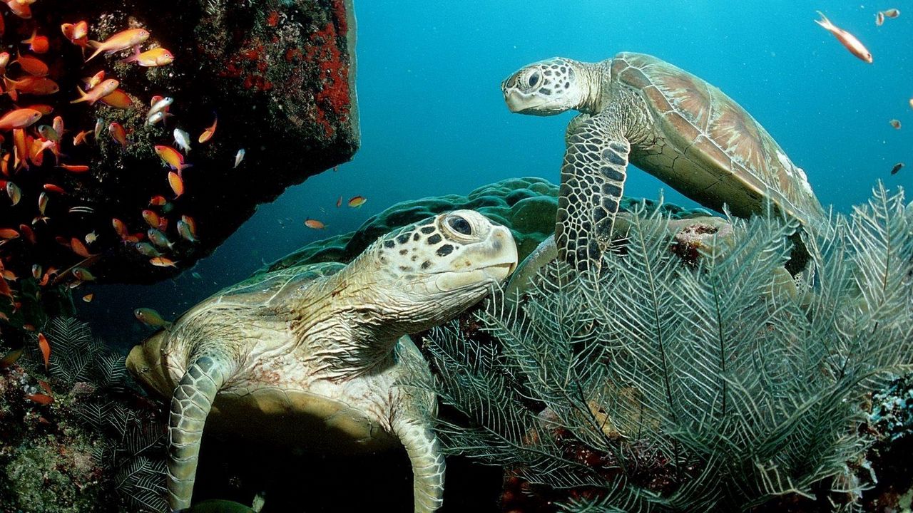 Обои подводный мир, плавать, растения, водоросли, черепаха
