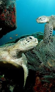 Превью обои подводный мир, плавать, растения, водоросли, черепаха
