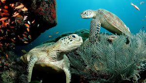 Превью обои подводный мир, плавать, растения, водоросли, черепаха