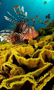 Превью обои подводный мир, рыба, кораллы