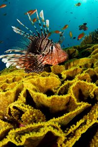 Превью обои подводный мир, рыба, кораллы