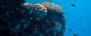 Превью обои подводный мир, рыбы, кораллы, океан