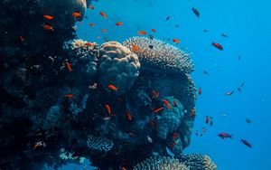 Превью обои подводный мир, рыбы, кораллы, океан
