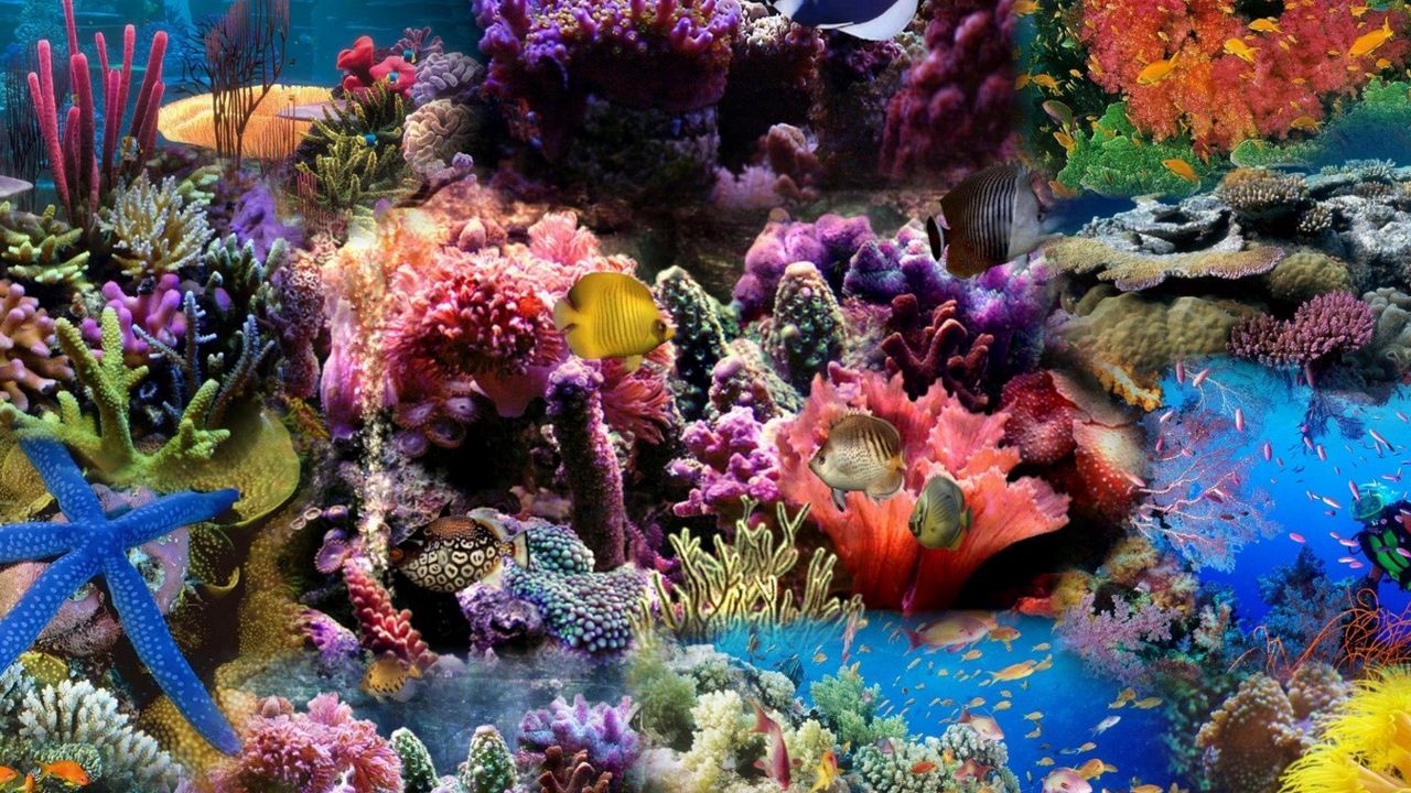Обои подводный мир, рыбы, кораллы