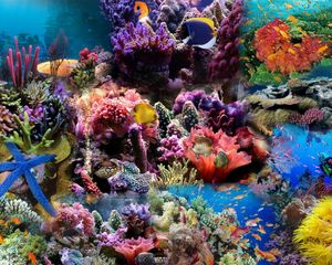 Превью обои подводный мир, рыбы, кораллы