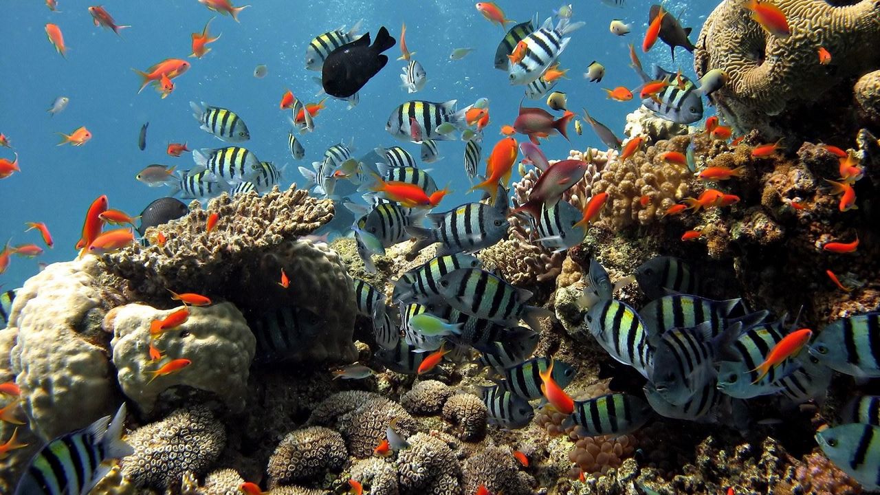 Обои подводный мир, рыбы, плавать, океан, кораллы