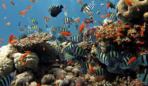 Превью обои подводный мир, рыбы, плавать, океан, кораллы