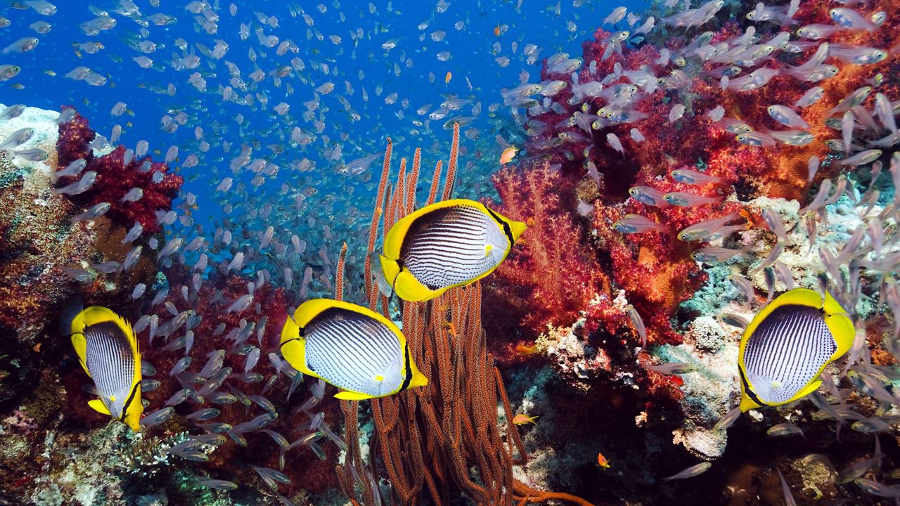 Обои подводный мир, рыбы, водоросли