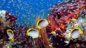 Превью обои подводный мир, рыбы, водоросли