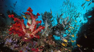 Превью обои подводный мир, рыбы, водоросли, разнгоцветный