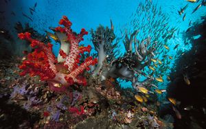 Превью обои подводный мир, рыбы, водоросли, разнгоцветный
