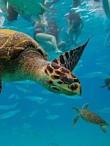 Превью обои подводный мир, черепахи, плавать
