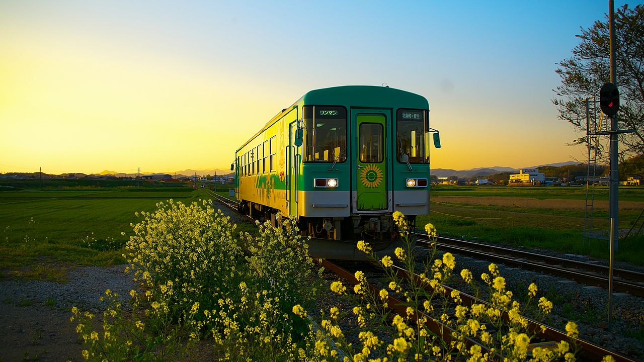 Обои поезд, вагон, железная дорога, цветы, желтый