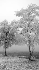 Превью обои поле, березы, зима, иней, снег