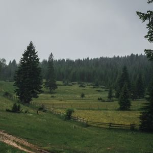 Превью обои поле, деревья, лес, забор, дорога, пейзаж