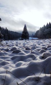 Превью обои поле, деревья, снег, зима, природа