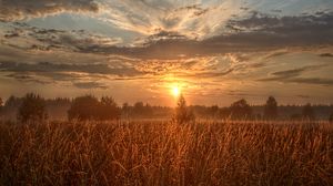 Превью обои поле, деревья, солнце, лучи, закат