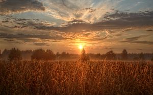 Превью обои поле, деревья, солнце, лучи, закат