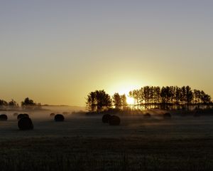 Превью обои поле, деревья, солнце, лучи, туман, закат