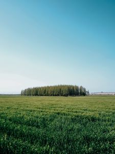 Превью обои поле, деревья, трава, пейзаж, зеленый